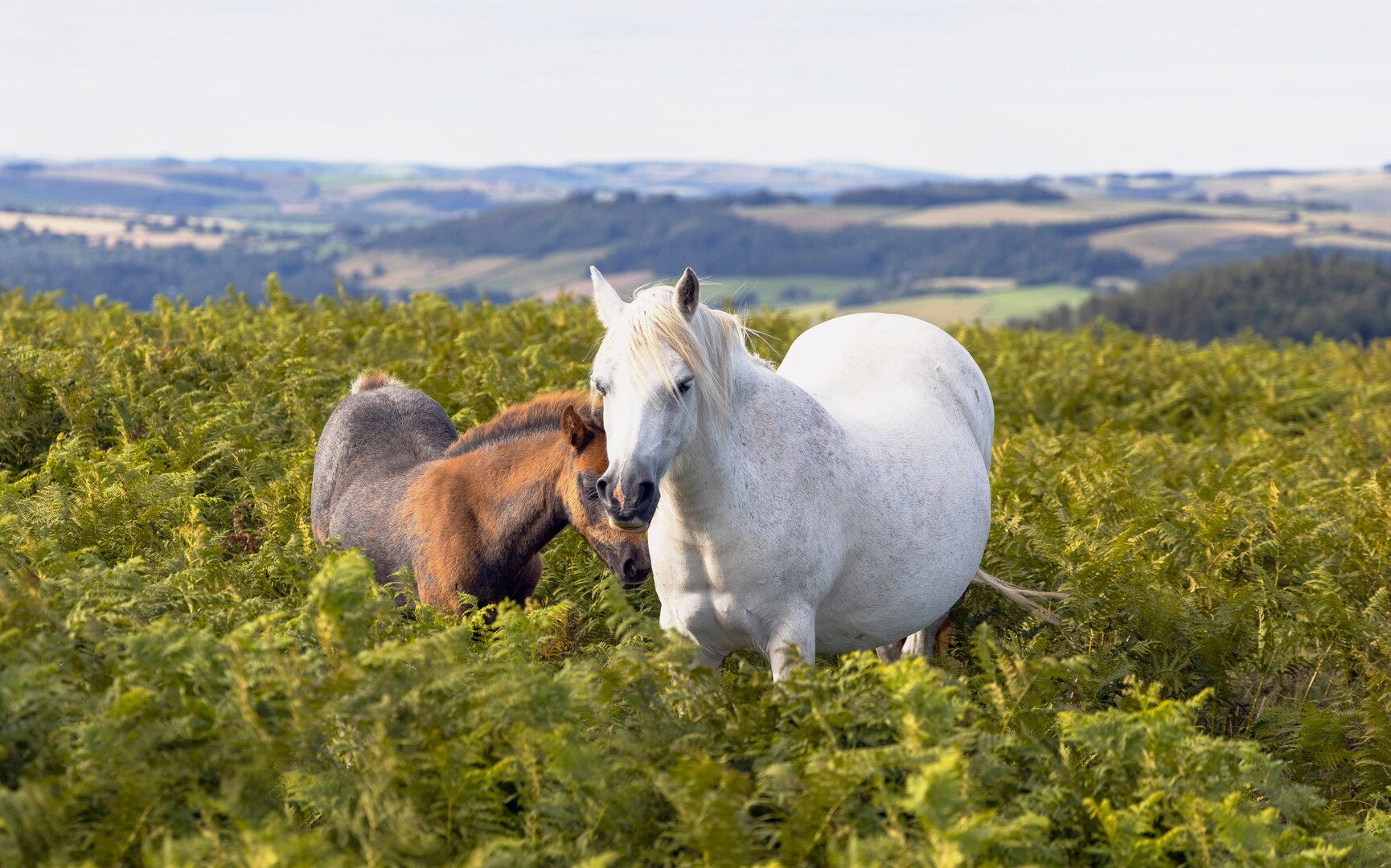White and brown horses grazing in a field.