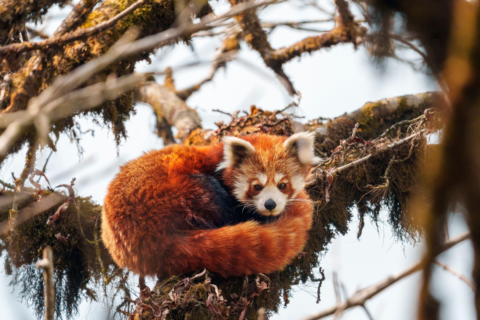 Red panda curled up on a tree branch.