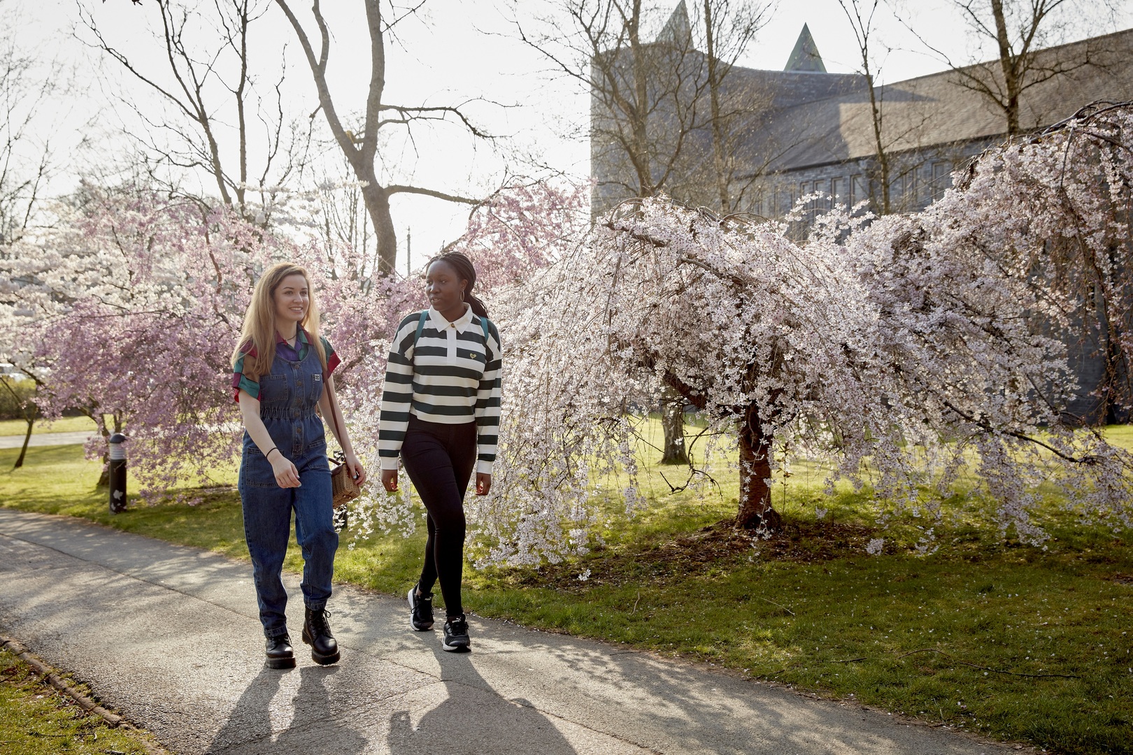 Two students walking on a university campus path lined with cherry blossom trees.
