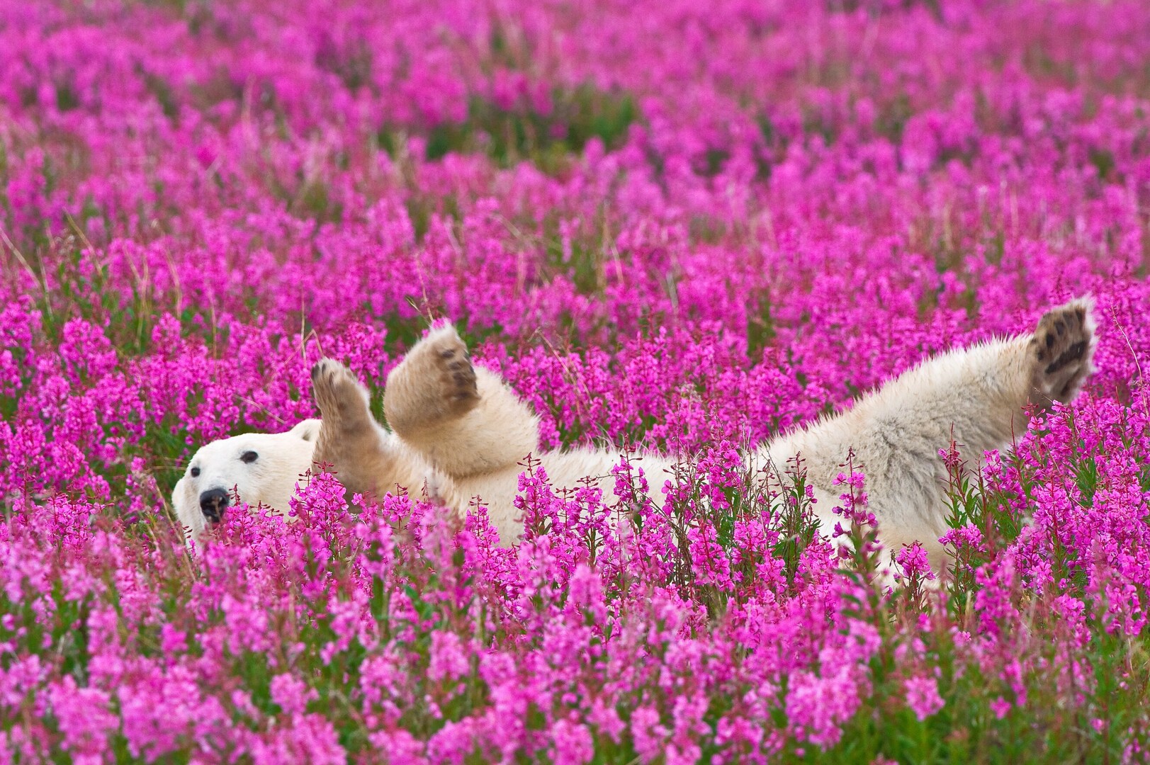 Polar bears in Churchill, Canada, an exciting family adventure destination