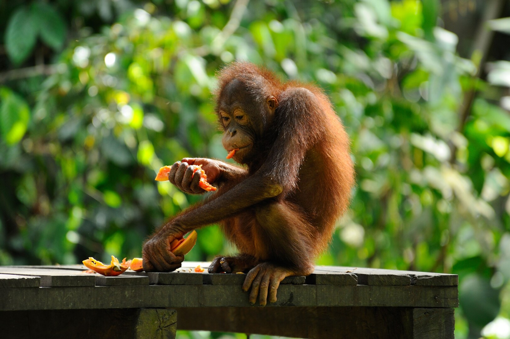 An orangutan in the Sepilok rehabilitation centre, Borneo, ideal for family adventures