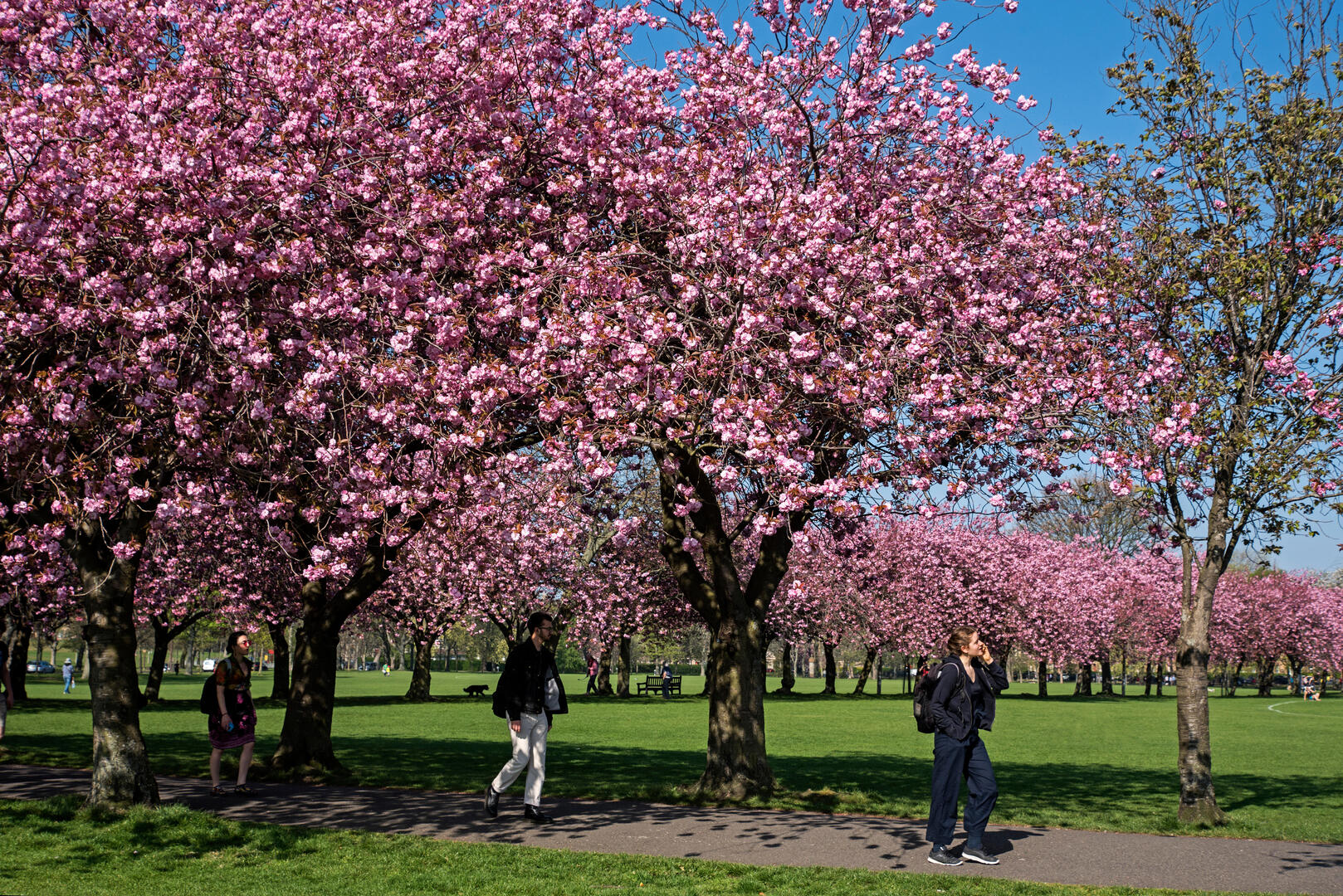 Cherry blossoms in Edinburgh's Meadows.