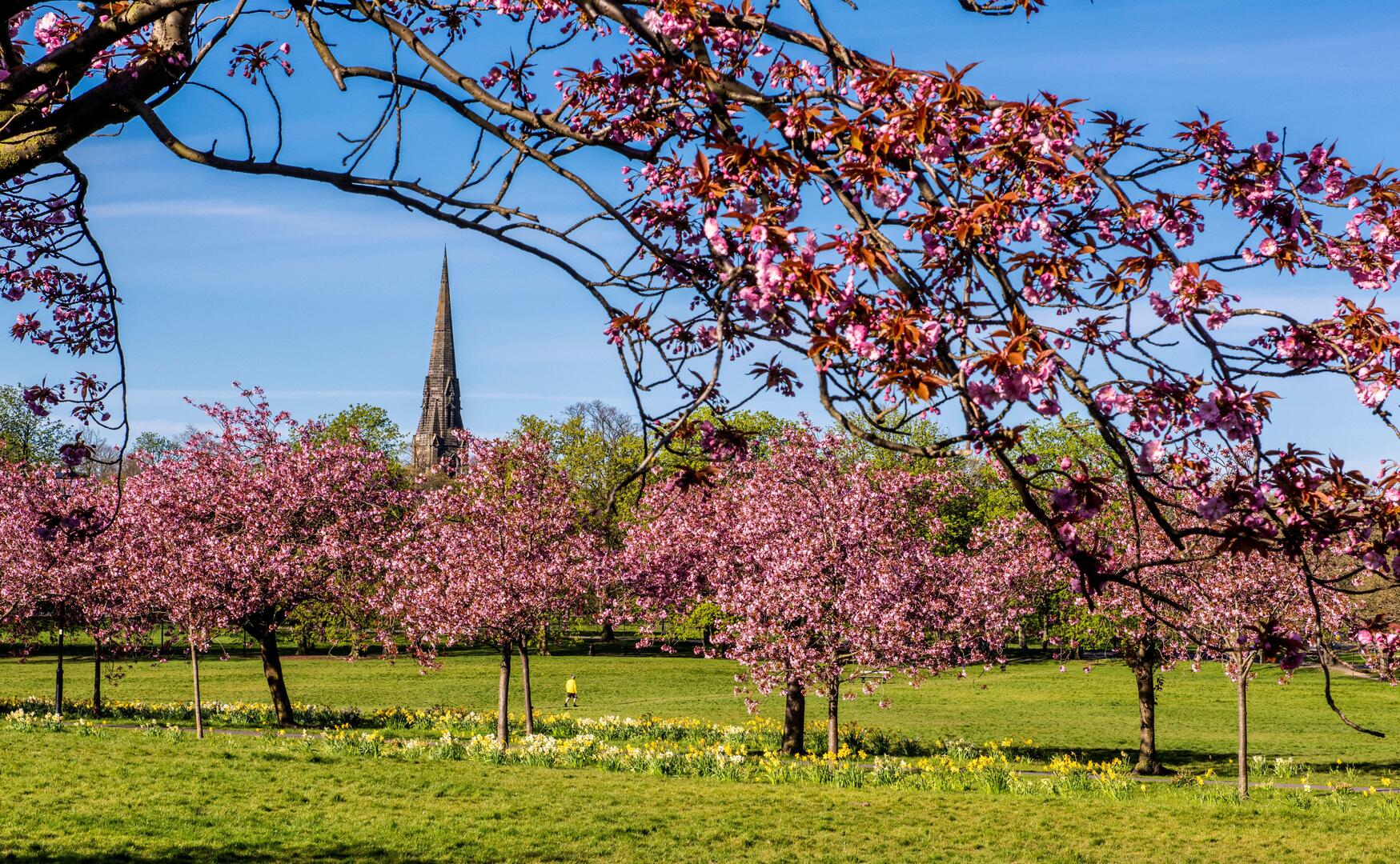 Cherry blossoms in full bloom in a park, with a church spire visible in the background.
