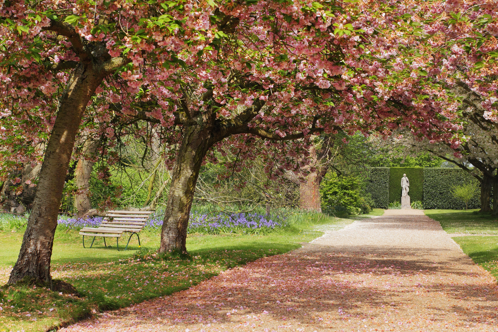Cherry blossom avenue with a bench and statue.