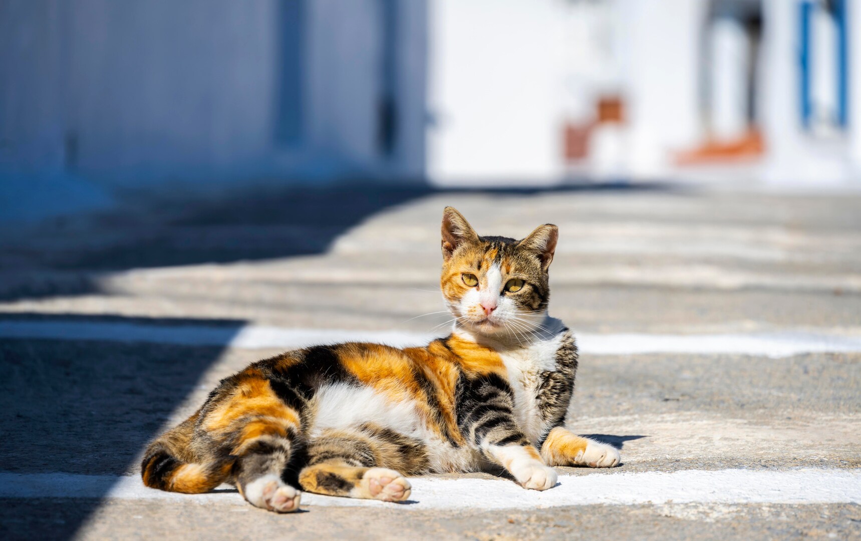 A cat enjoys the sun on Astypalea, one of the best quiet Greek islands.