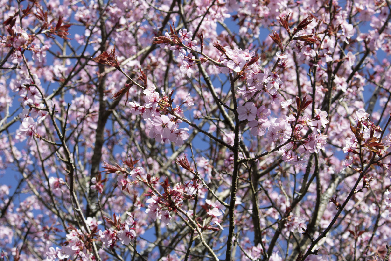 Cherry blossoms in bloom.