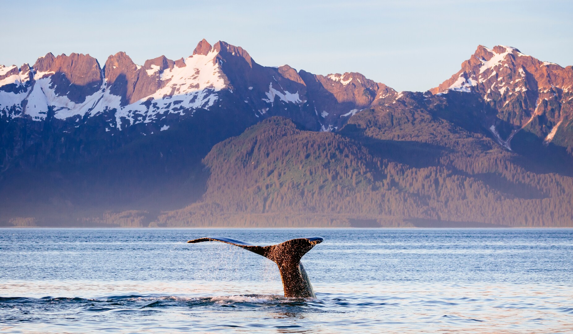 Humpback whale fluke in Glacier Bay National Park.